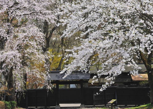 秋田「角館」觀光懶人包！武家屋敷、傳統街道必看亮點不錯過