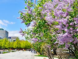 5月中旬~6月上旬　札幌紫丁香祭（さっぽろライラックまつり）