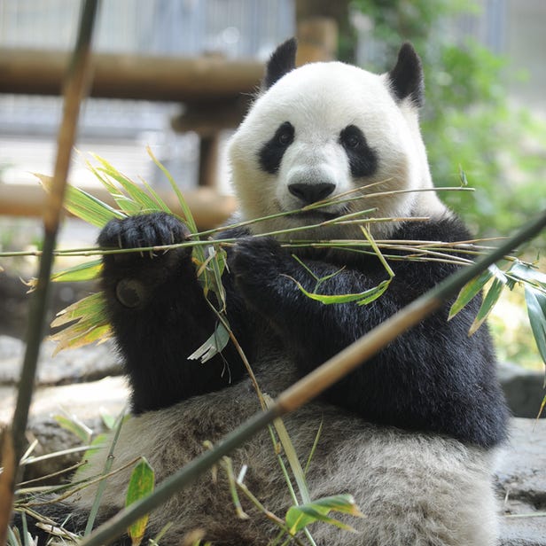 恩賜上野動物園