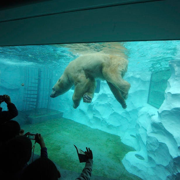 Ueno Zoo (Ueno Zoological Gardens)