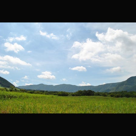 箱根濕生花園
