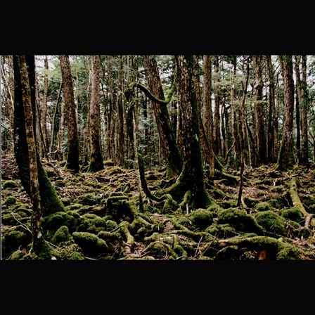 Aokigahara