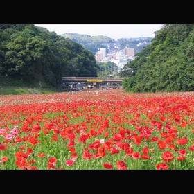 横须贺  久里滨花之国