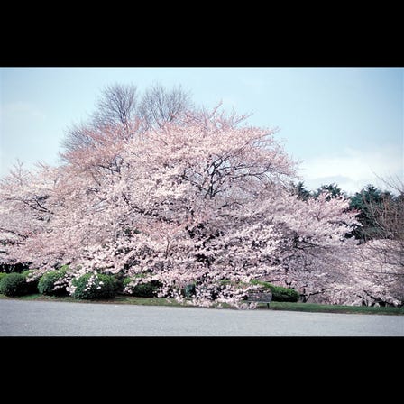 Shinjuku Gyoen National Garden