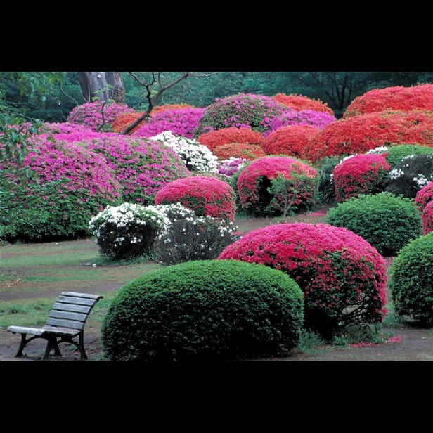 Shinjuku Gyoen National Garden