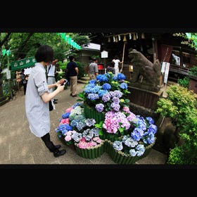 Hakusan-Jinja Shrine