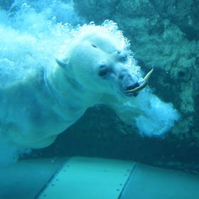 Asahiyama Zoo