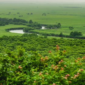 Kushiro Marsh