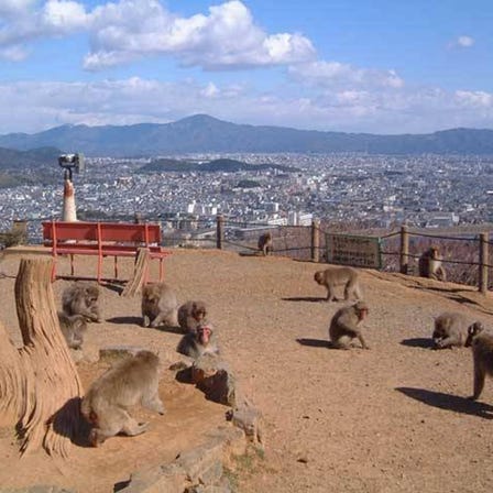 Arashiyama Monkey Park