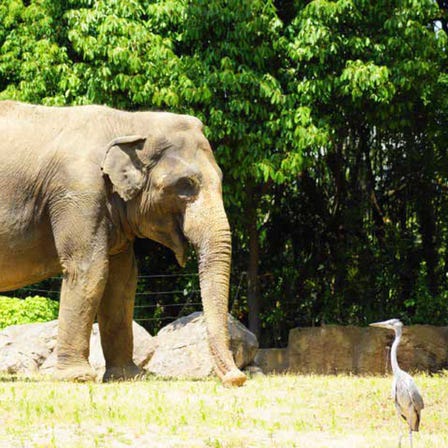 Osaka Tennoji Zoo