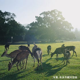 奈良公園