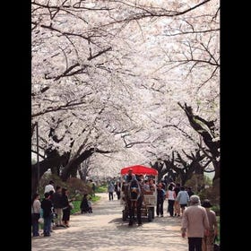 北上市立公園展勝地