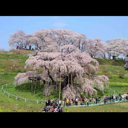 三春泷樱