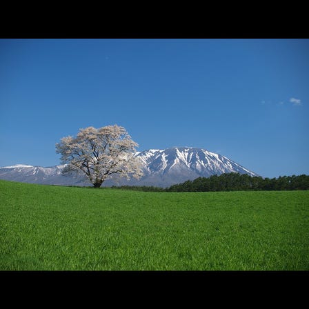 Koiwai Farm