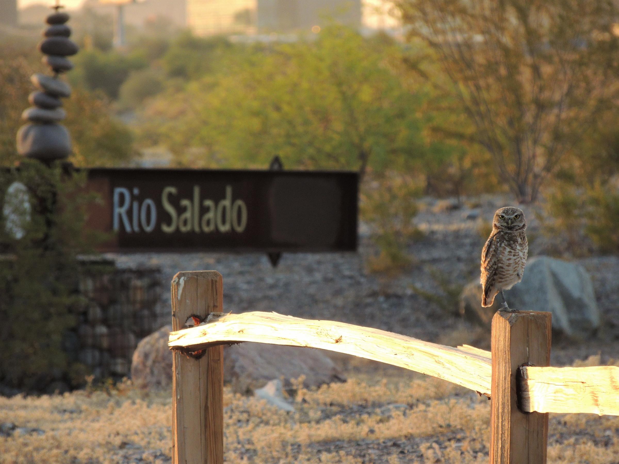 Burrowing Owl with Rio Salado sign and city skyline in the background