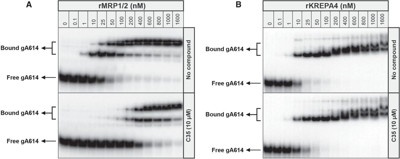 Sulfonated inhibitors of the RNA editing ligases validate the essential ...