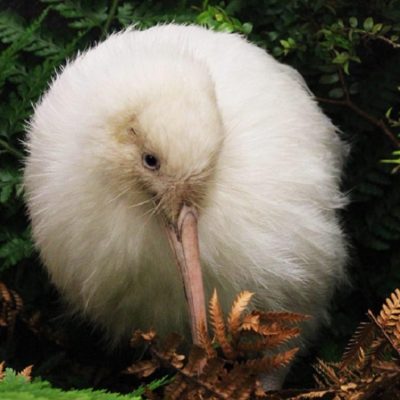 Cover of Manukura: The White Kiwi