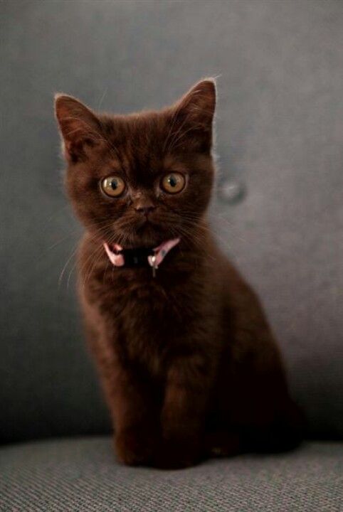 Chocolate British Shorthair | British shorthair | Pinterest | British, I love and