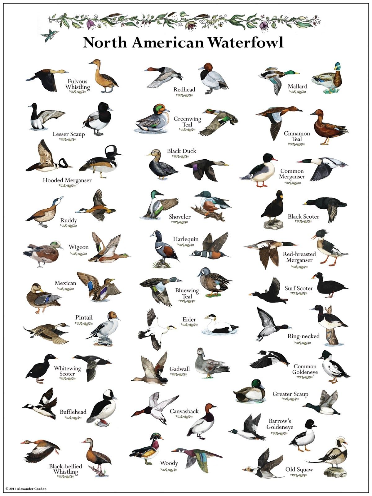 Duck Species Duckling Identification Chart