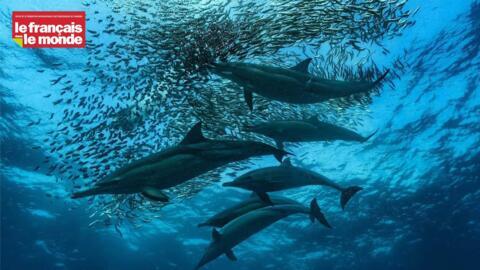 La migration des sardines.