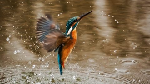 Un martin-pêcheur