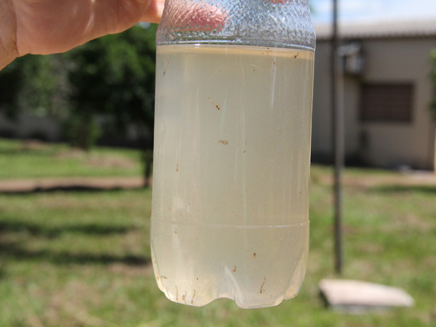 Larvas do mosquito da dengue em Ribeirão Preto (Foto: Paulo Toledo Piza/G1)