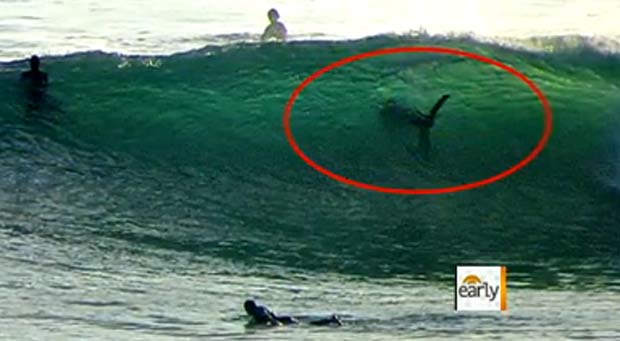 Imagem mostra tubarão ao lado de surfistas em San Diego. (Foto: Reprodução/CBS)