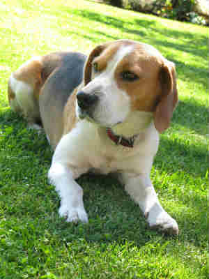 Cães da raça beagle eram utilizados pelos estudantes de odontologia (Foto: Sanja Gjenero/SXC)