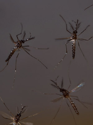 Machos do 'Aedes aegypti' usados na pesquisa (Foto: Derric Nimmo/Oxitec Ltd)