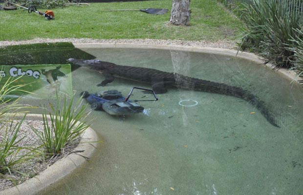 O crocodilo Elvis toma conta do cortador de grama nesta quarta-feira (28) em parque na Austrália (Foto: AP)