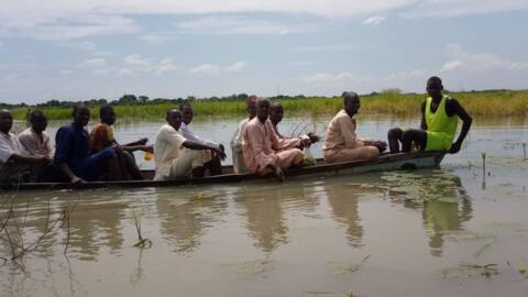 Wani yanki na gonakin shinkafar da ambaliya ta mamaye a jihar Borno.