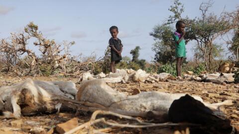 Wasu kanan yara a kasar Somalia a kusa da dabbobinsu da yunwa ta kashe a lardin Gedo.