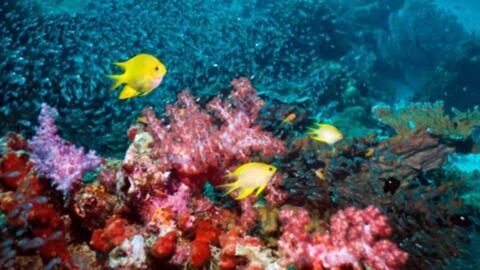 L'acidification des océans met en danger la biodiversité marine.