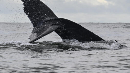 Une baleine à bosse nage à la surface de l'océan Pacifique près de Buenaventura, département de Valle del Cauca, Colombie, le 27 septembre 2024.