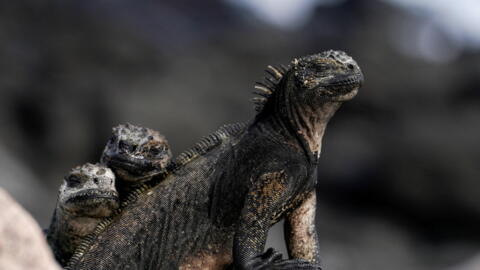 Wasu nau'ikan Kadangare a tsibirin Galapagos da ke kasar Ecuador, 16 ga Janairun shekarar 2022.