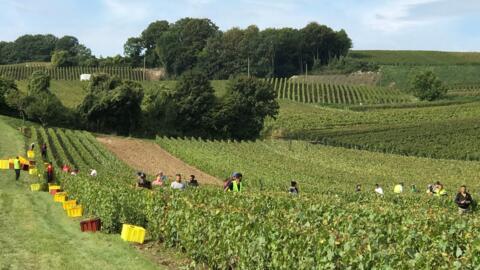 Entre 100 000 et 120 000 travailleurs viennent chaque année faire les vendanges en Champagne.