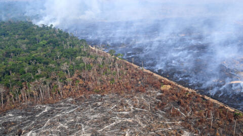 À l'origine de 16% de la déforestation mondiale par l'intermédiaire de ses importations, l'UE est le deuxième destructeur de forêts tropicales derrière la Chine, selon l'ONG WWF.