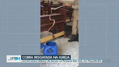 Cobra-cipó é resgatada dentro de igreja, em Niquelândia - Animal estava debaixo de bancos na Paróquia São José, em Niquelândia