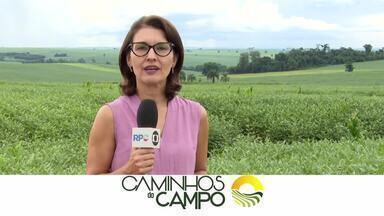 Bloco 01 Caminhos do Campo (21 01 24) - Conectividade via satélite é nova aposta de tecnologia para o campo. Veja essa e outras soluções apresentadas em evento realizado em Floresta, na região de Maringá. E conheça variedade exótica de tomates que é cultivada nos Campos Gerais. Tomates pretos têm sementes vindas da Bélgica.