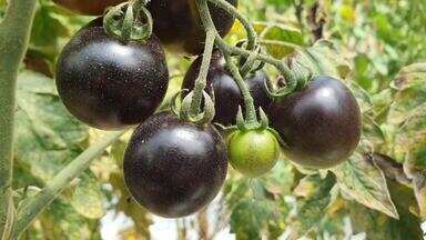 Conheça tomate preto cultivado em Ponta Grossa - Propriedade, nos Campos Gerais, importou da Bélgica sementes da variedade.