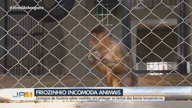 Animais precisam de cuidados durante o período de frio - O período de frio exige um cuidado a mais com os animais. Confira!