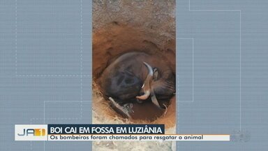 Boi cai em fossa em Luziânia - Os bombeiros foram chamados para resgatar o animal.