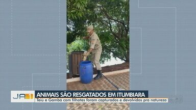 Animais são resgatados em IItumbiara - Teiú e Gambá com filhotes foram capturados e devolvidos para a natureza.