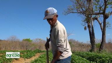 Giro Nordeste: compostagem natural permite produção diversificada no Piauí - Giro Nordeste: compostagem natural permite produção diversificada no Piauí