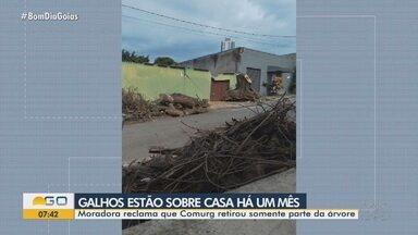 Moradora denuncia árvore caída há mais de um mês em Goiânia - Moradora reclama que Comurg retirou somente parte da árvore.