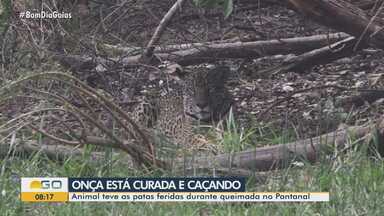 Onça tratada em Goiás após ter patas queimadas no Pantanal é vista pela primeira vez - Animal teve as patas feridas durante queimada no Pantanal.