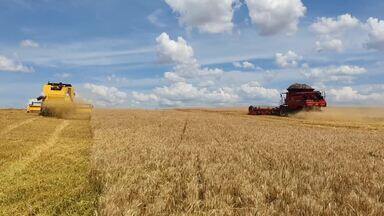 Bloco 01 Caminhos do Campo (10 11 24) - Produção de trigo não atinge o esperado no Paraná; confira cotações nas Ceasas do estado.