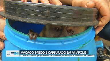 Macaco-prego apontado como responsável por ataques a visitantes de parque de Anápolis - O macho-alfa do grupo seria o responsável por ataques a visitantes de parque