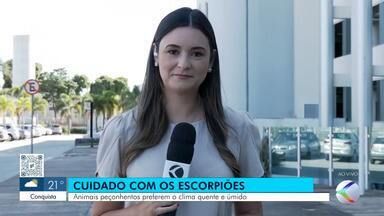 Calor e umidade favorecem reprodução de escorpiões; veja cuidados - Vigilância Sanitária orienta cuidados redobrados nesta época de aumento de peçonhentos.