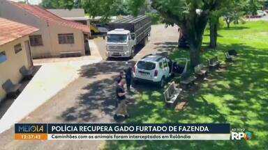 Polícia recupera gado furtado de fazenda - Caminhões com os animais foram interceptados em Rolândia.